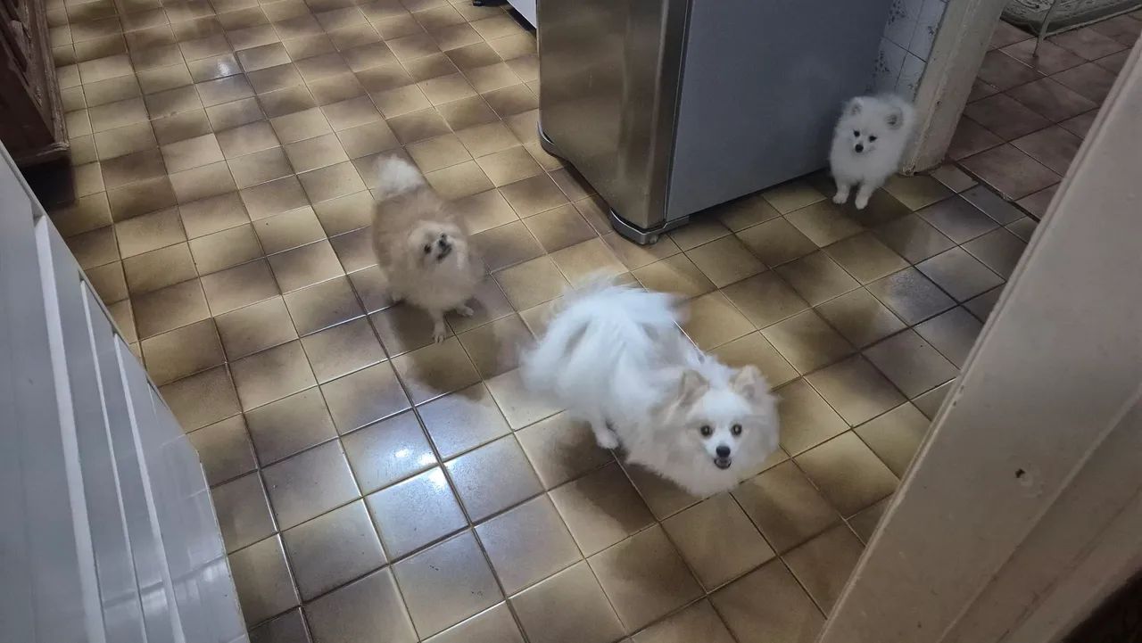 Procuro fêmea pra cruzar com meu spits 