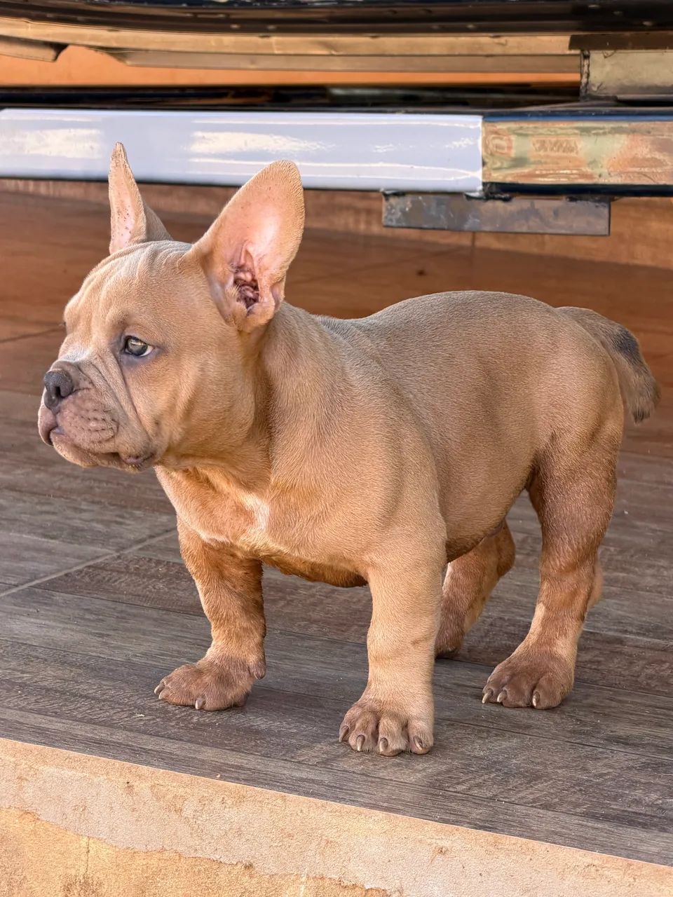 American Bully Micro Exótico  - Foto 2