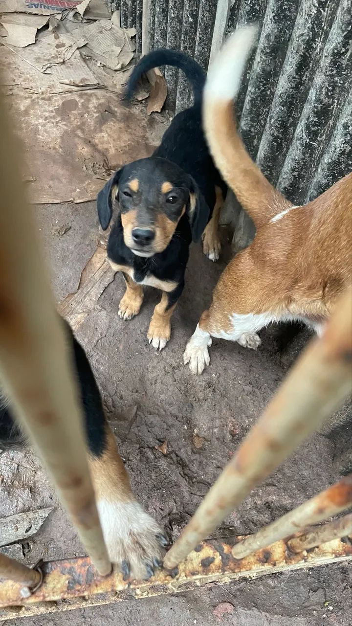 Doasse cachorrinhos  - Foto 4