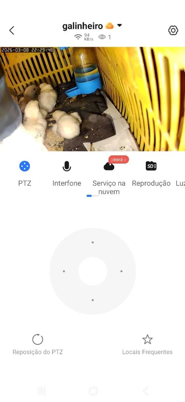 Pintinhos caipira  - Foto 4