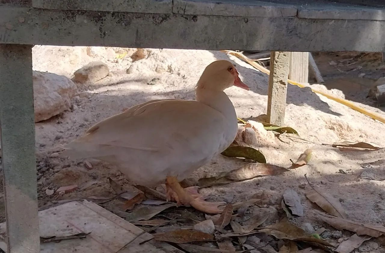 Patos - Foto 3