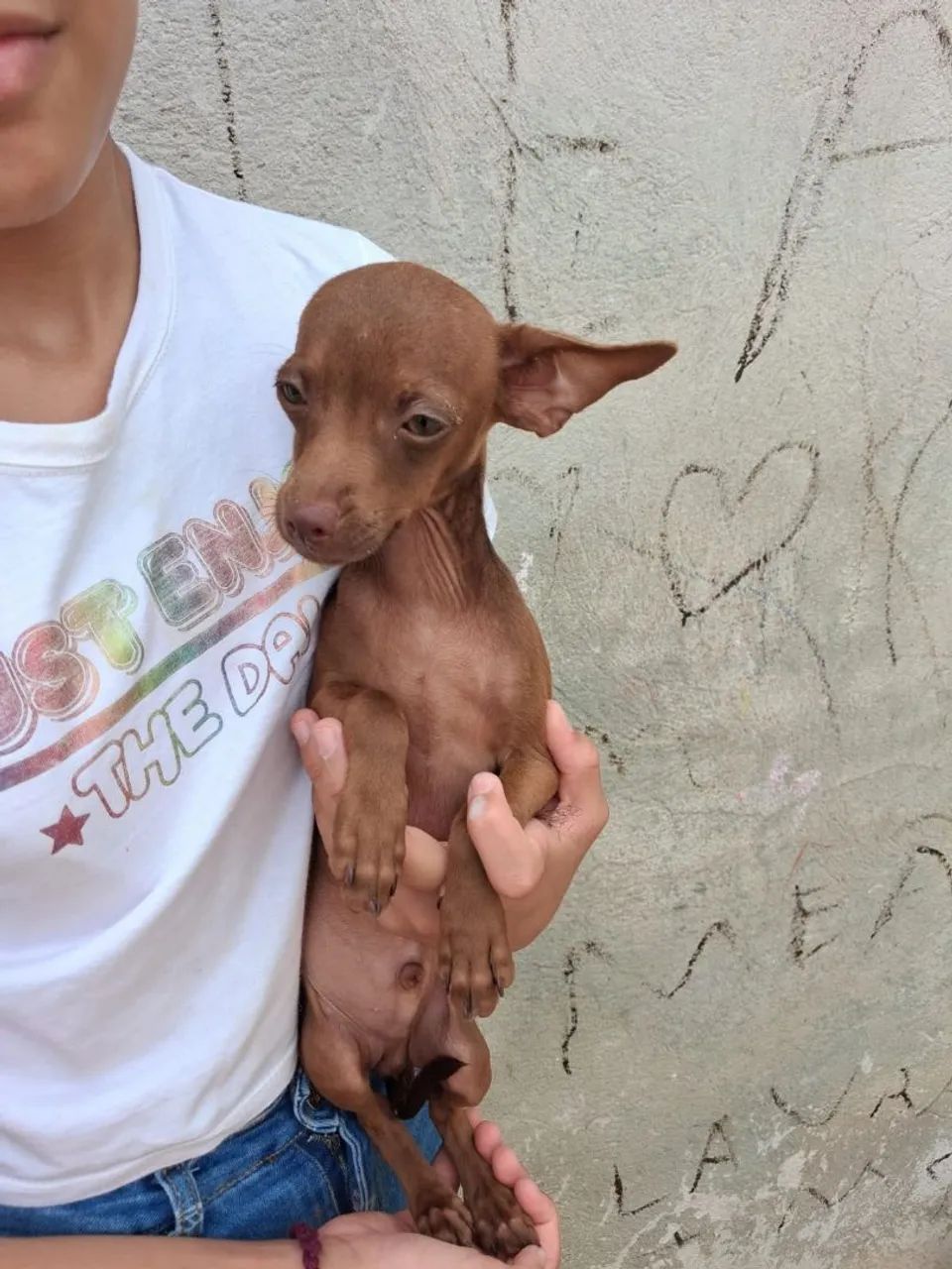 Pinscher  - Foto 3