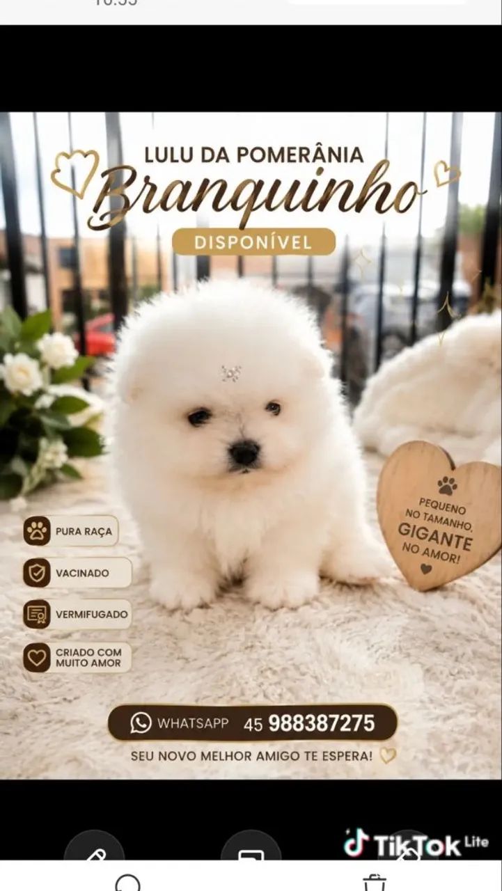Spitz alemão branquinho  - Foto 3