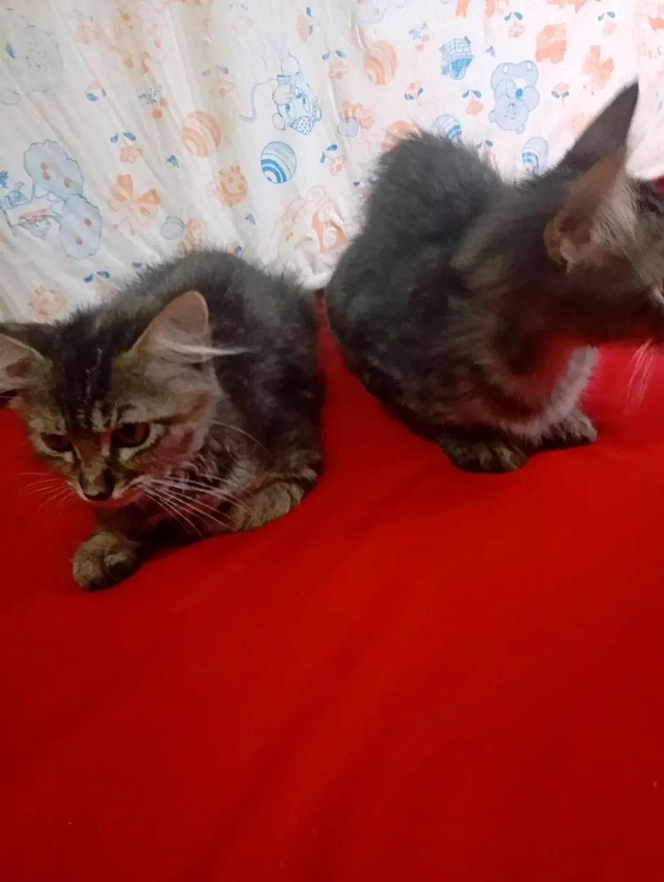 Doação dessas gatinhas mansa 3 meses  - Foto 3