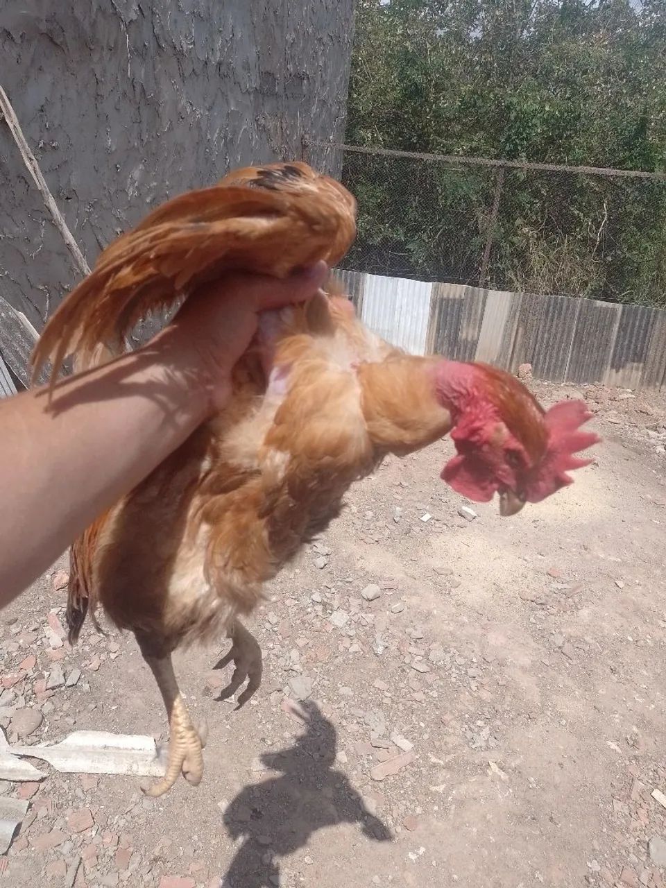 Vende-se  - Foto 3