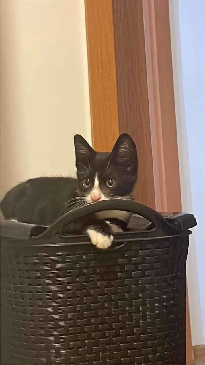 GATINHO FRAJOLA  - Foto 3