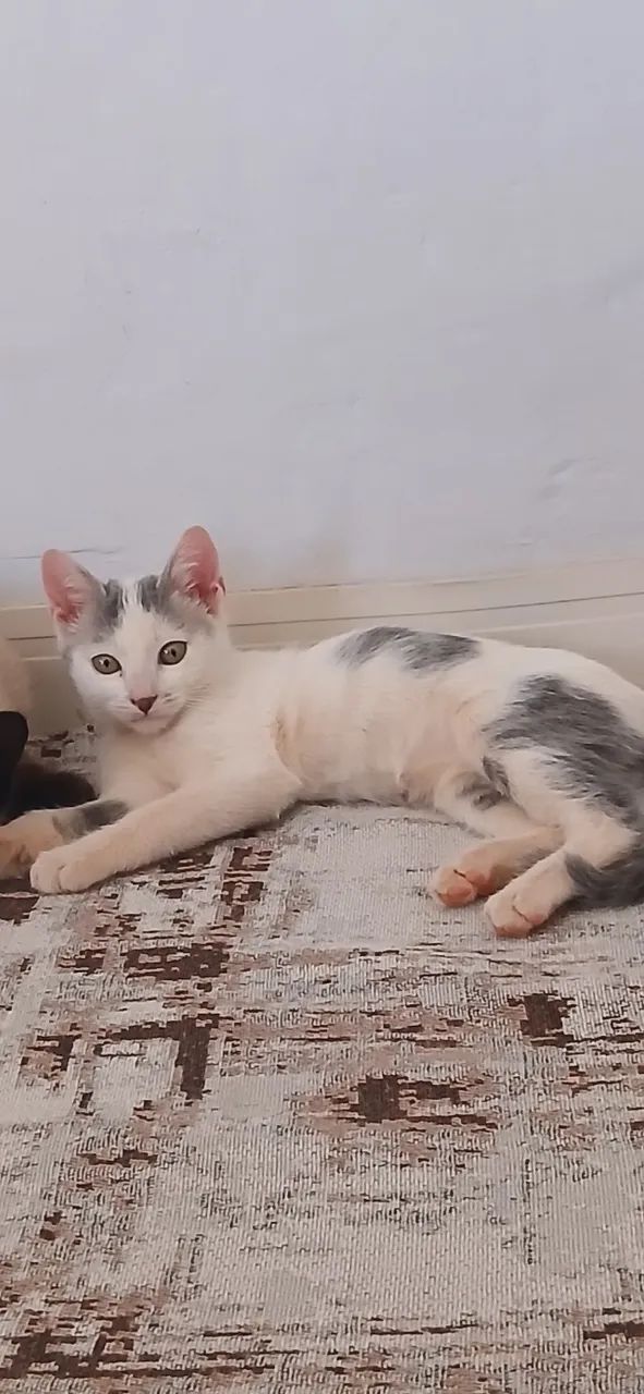 Gatos - Foto 2