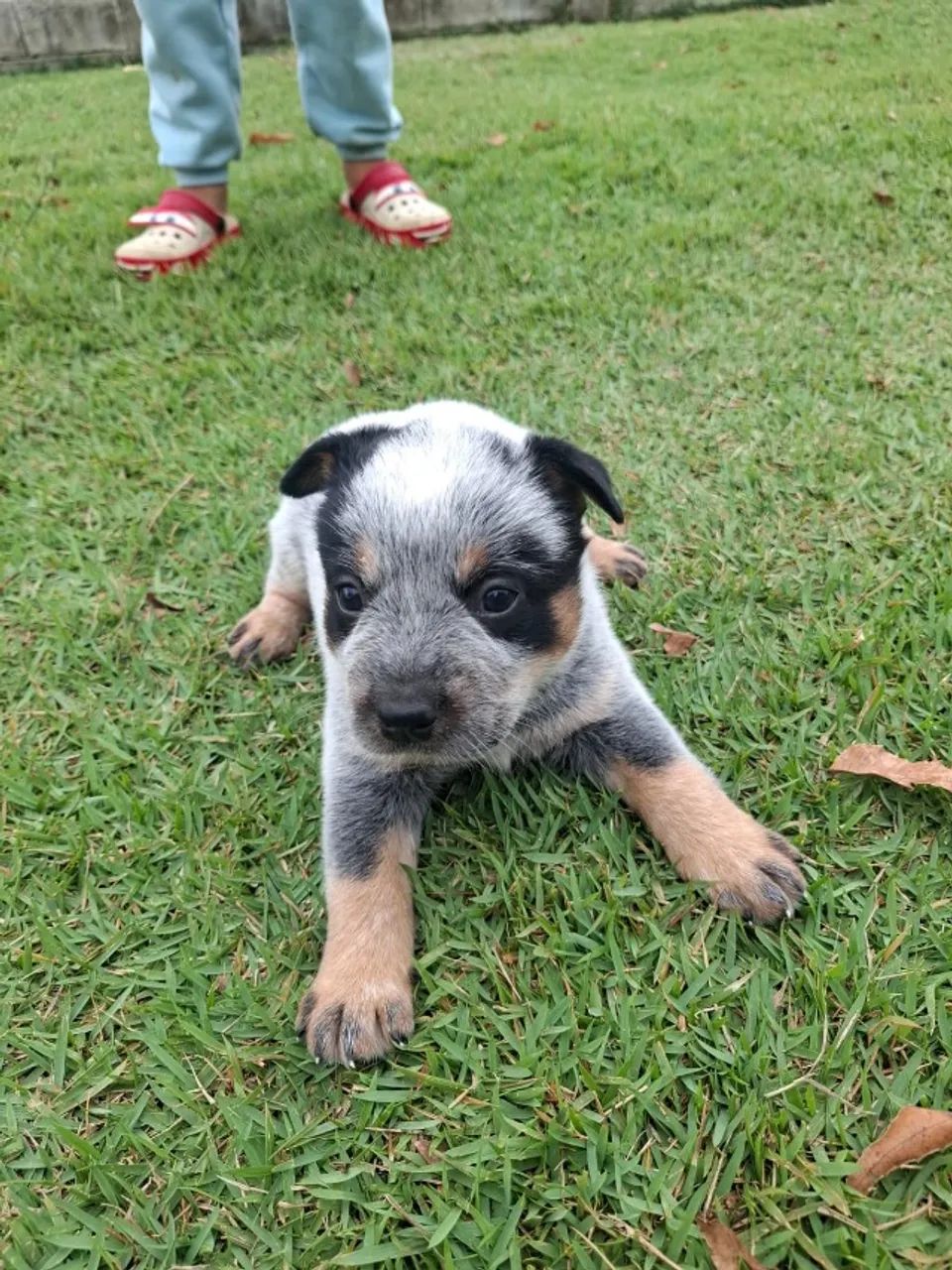 Filhotes de BlueHeeler  - Foto 4
