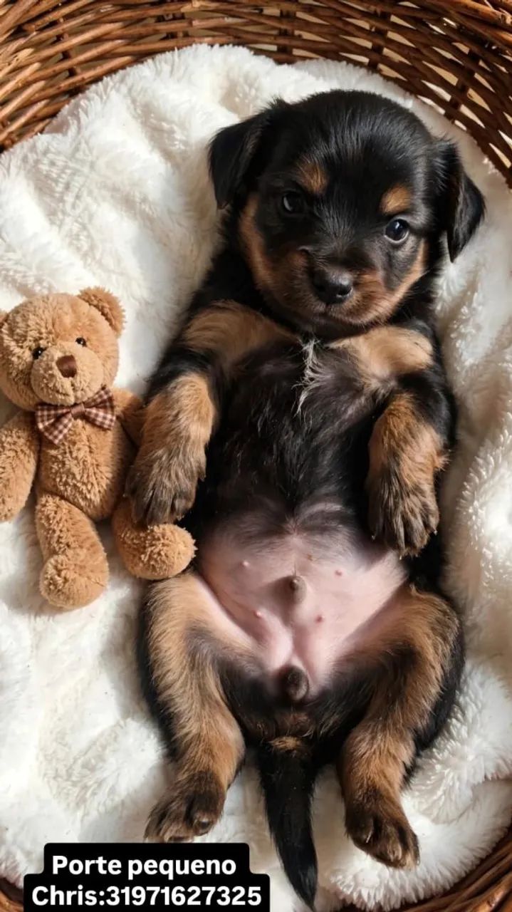 Doação de cachorro  - Foto 3