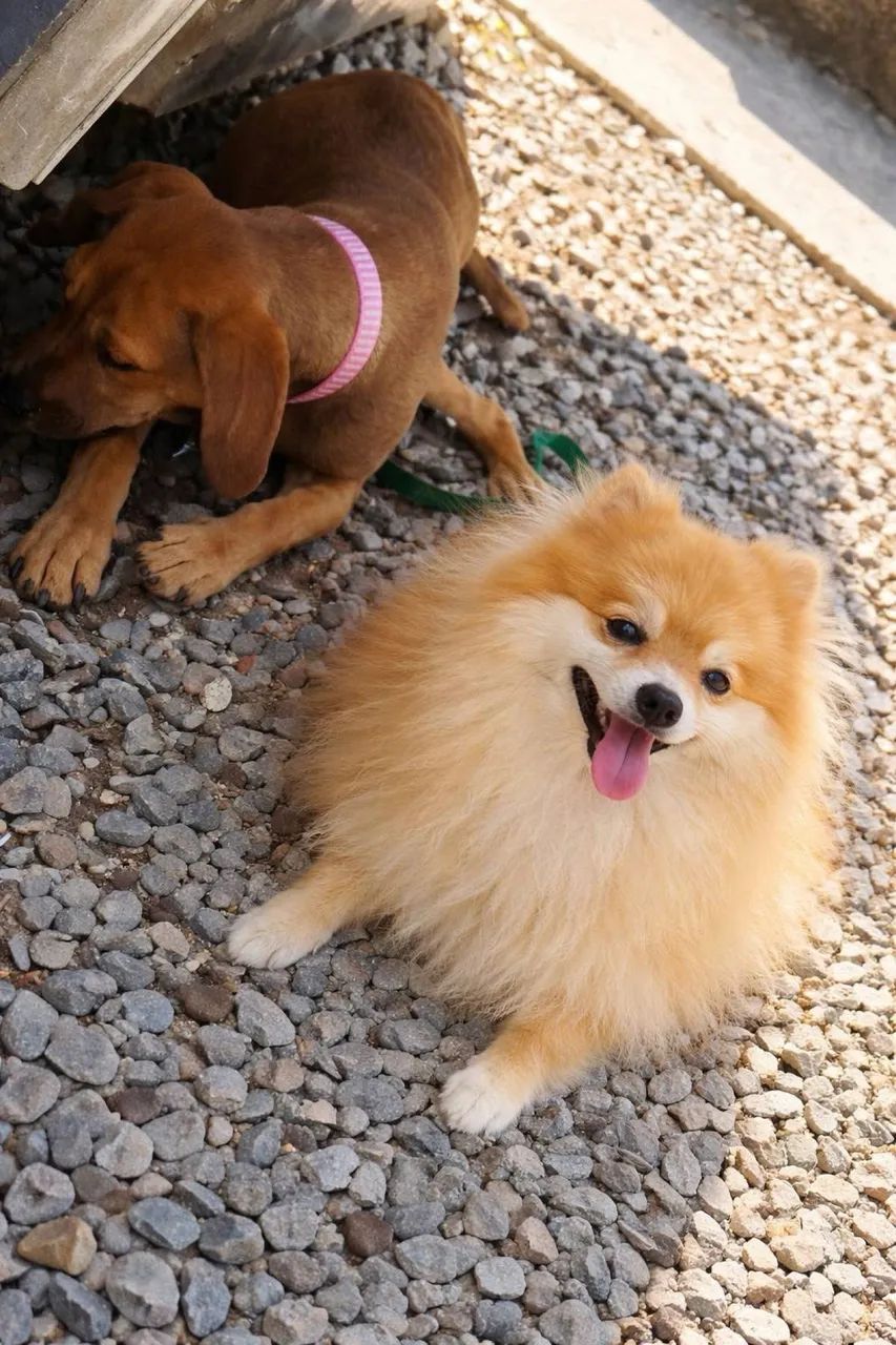 Quase doação  - Foto 2