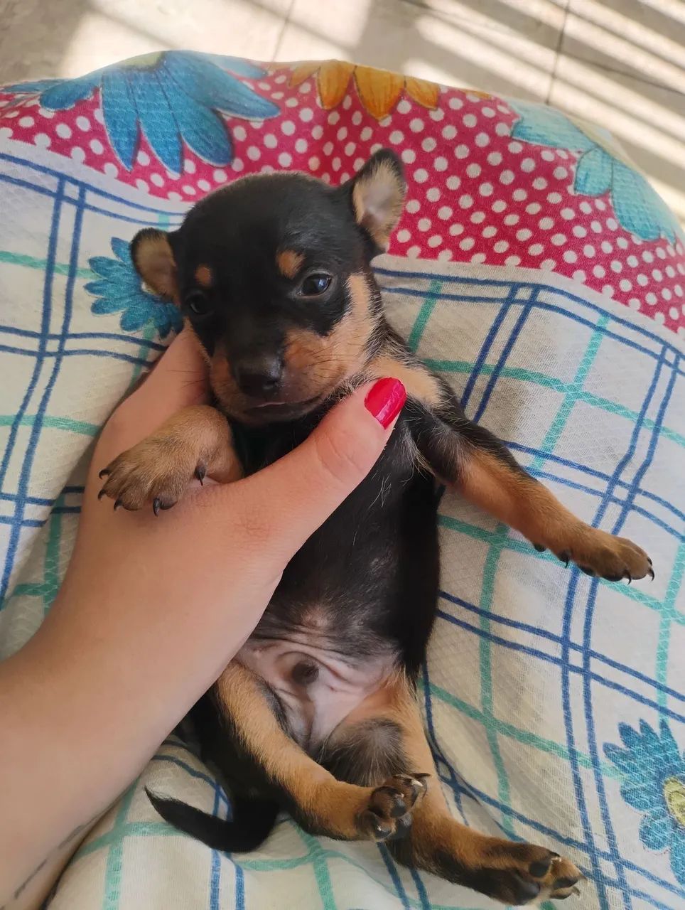 Pinscher  - Foto 2