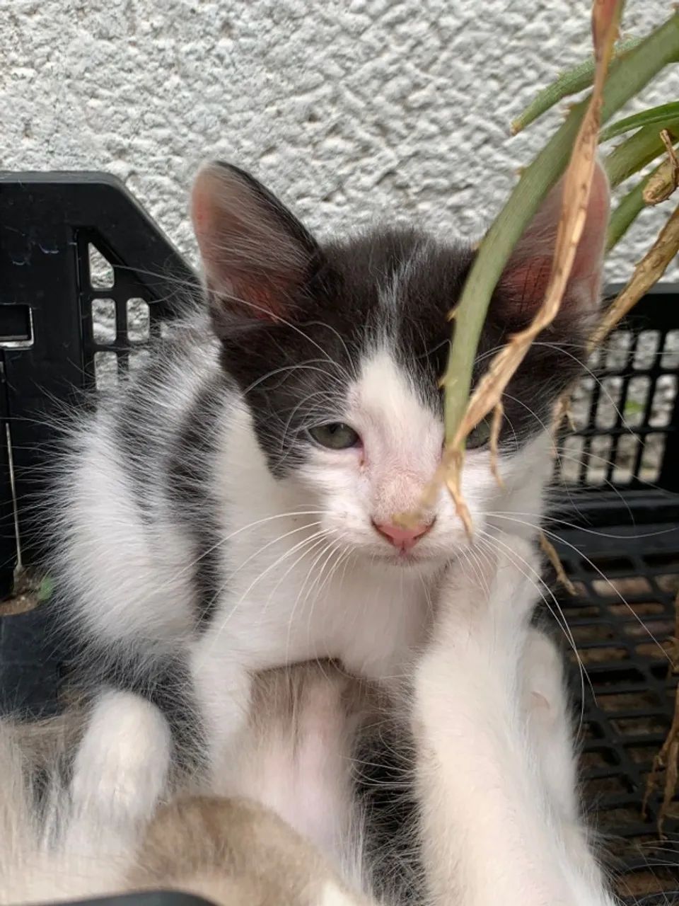 Doa se filhotinhos de gato - Foto 5