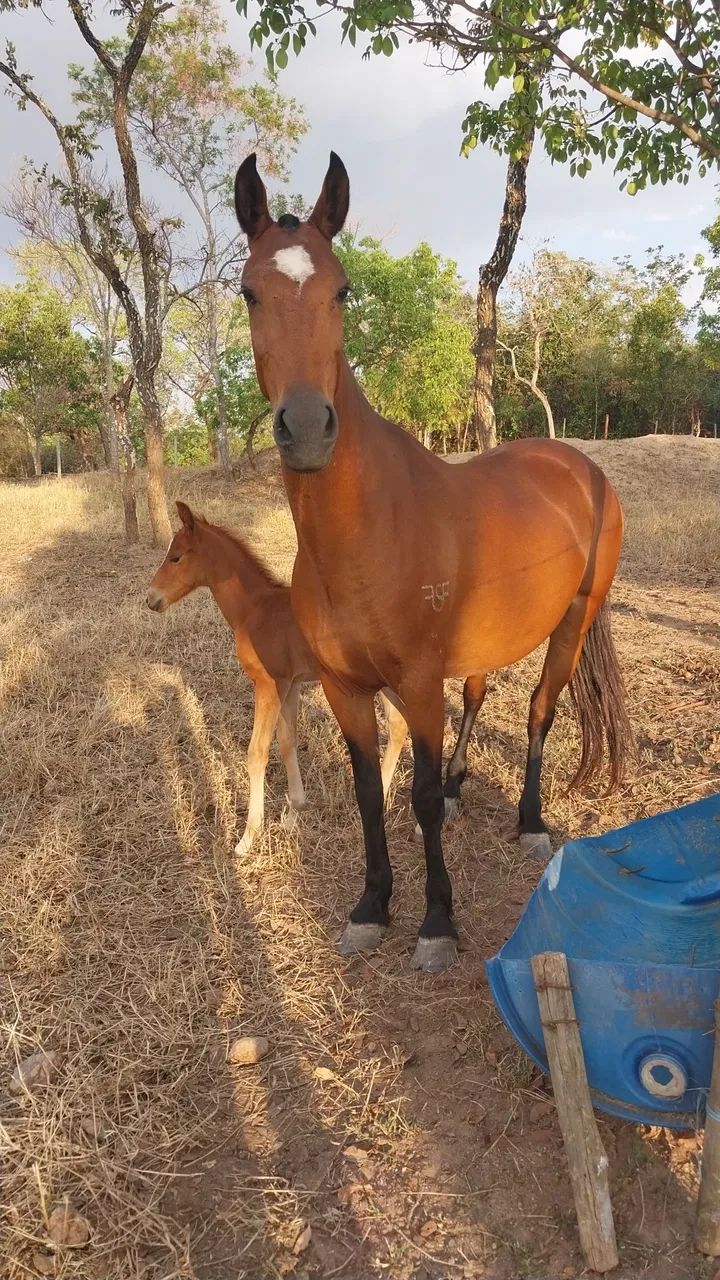 Potro Mangalarga Marchador - Foto 4