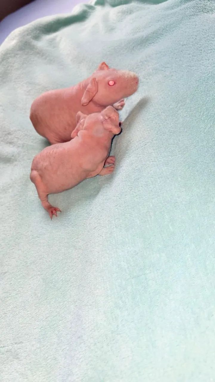 Porquinhos da inda Skinny 