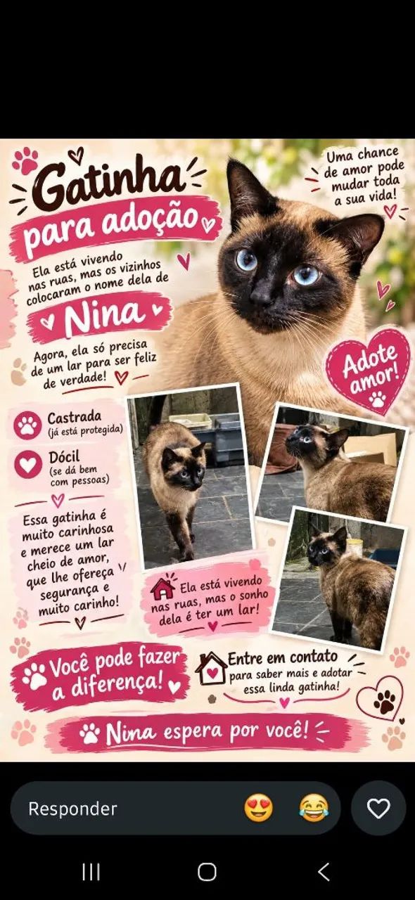 Gata para adoção