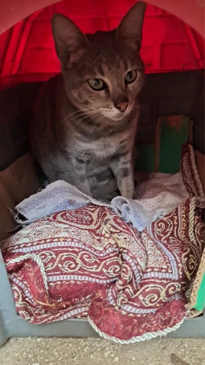 Gata fêmea 