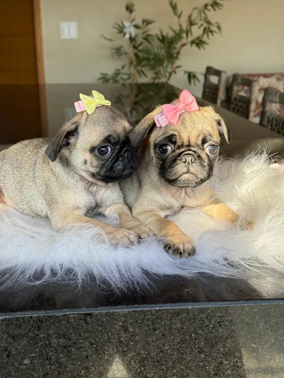 FILHOTE PUG - Foto 3