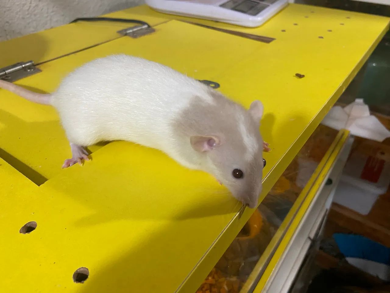 Ratos Mercol  - Foto 2