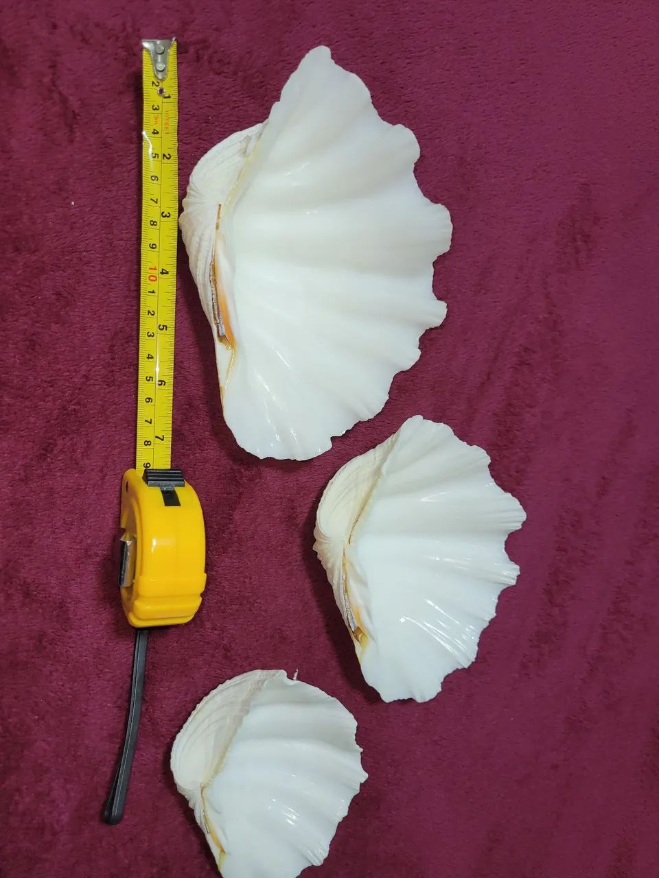 3 conchas sendo a maior com 19 cm 