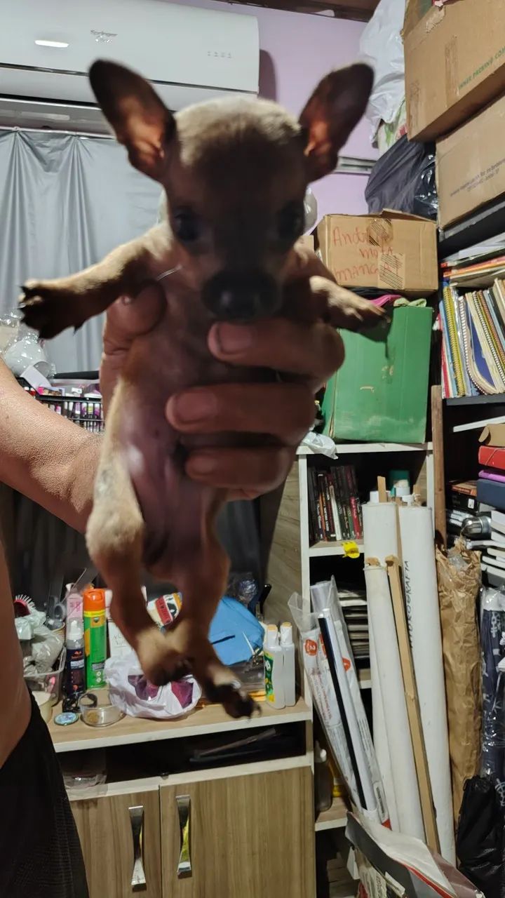 Pincher machinho  - Foto 3