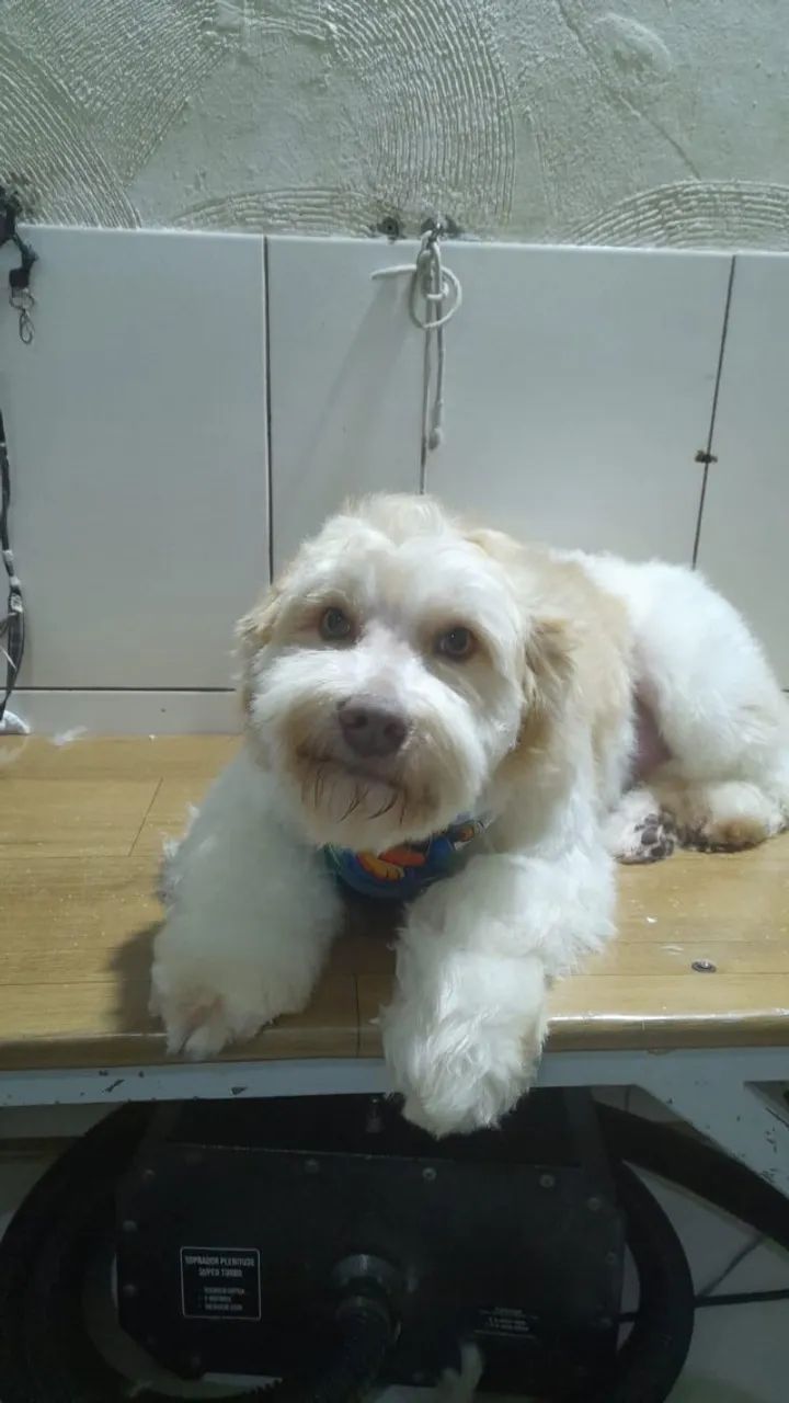 Doa-se Cachorro