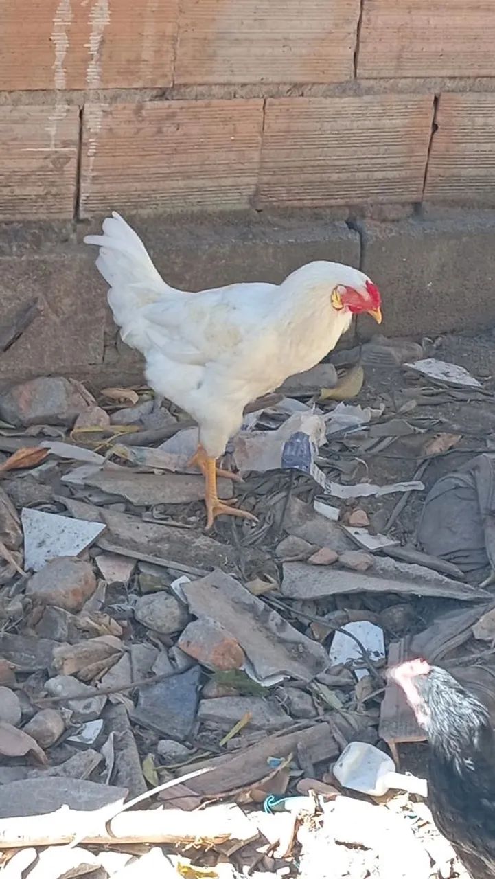 Frango  - Foto 2