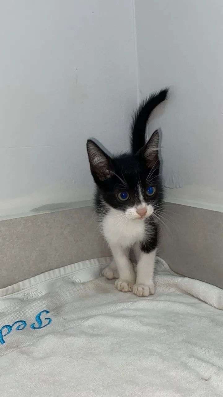 Doa-se gatinho 