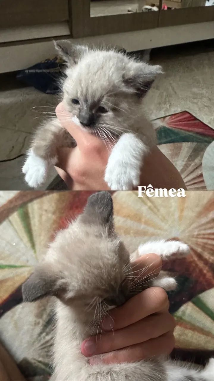 Doação (sobrou apenas a mamãe) - Foto 2