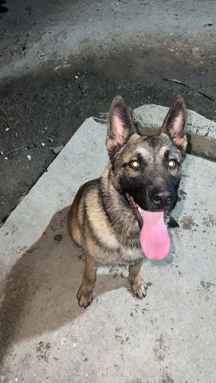 Cobertura pastor malinois  - Foto 2