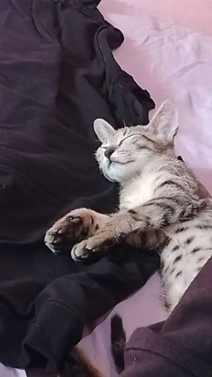 Doação de gato  - Foto 3