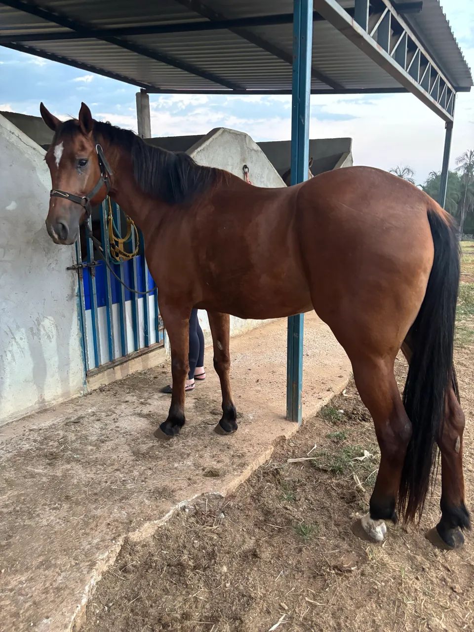 Égua quarto de milha | extra!!  - Foto 5