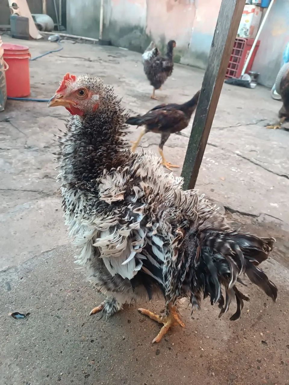 Frango  - Foto 2