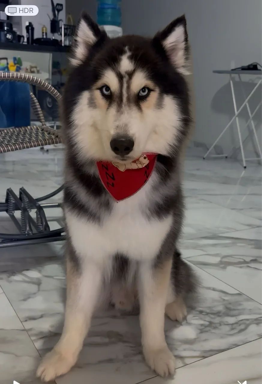 Cão disponível para cruza  - Foto 4
