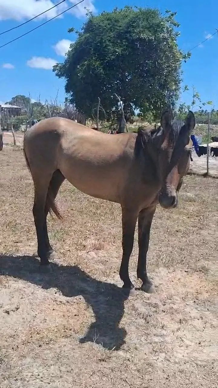 Pordo mestiso  - Foto 4