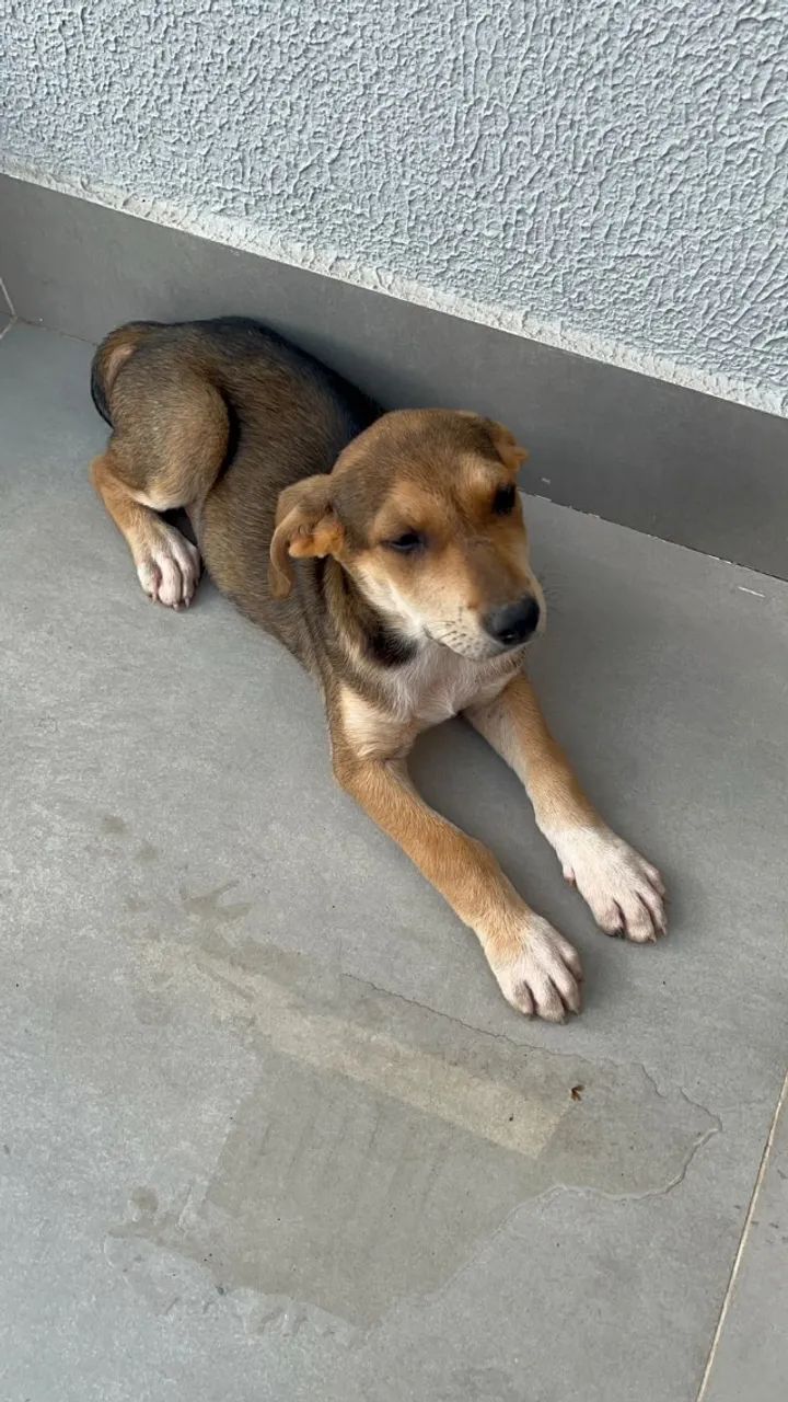 Adoção de cadela filhote - Foto 4