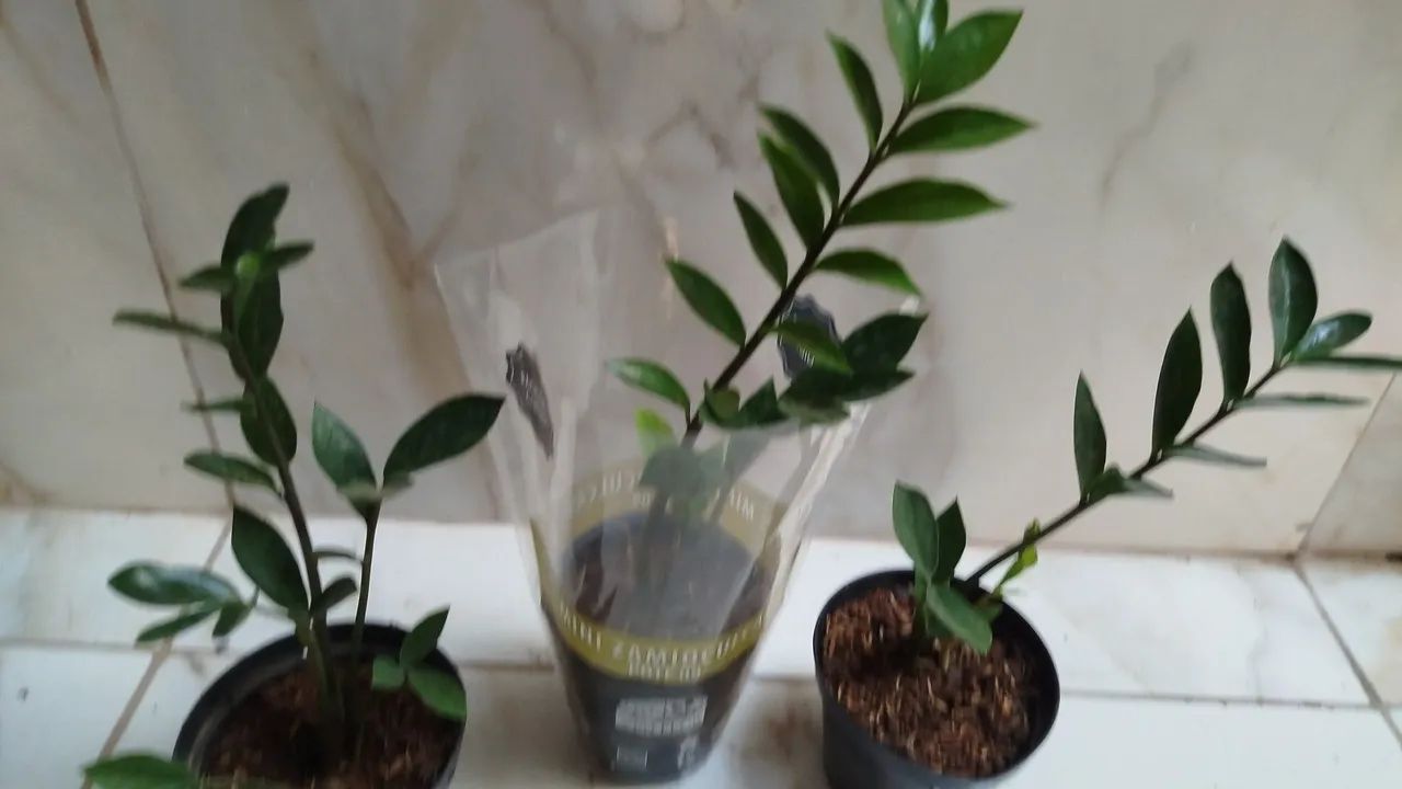 Zamioculca mudas  - Foto 3