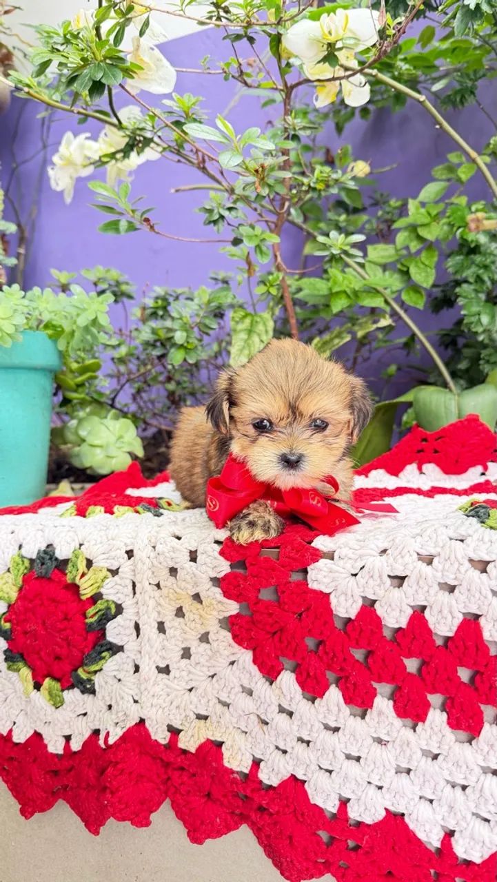 Shihtzu com lhasa apsu - Foto 3