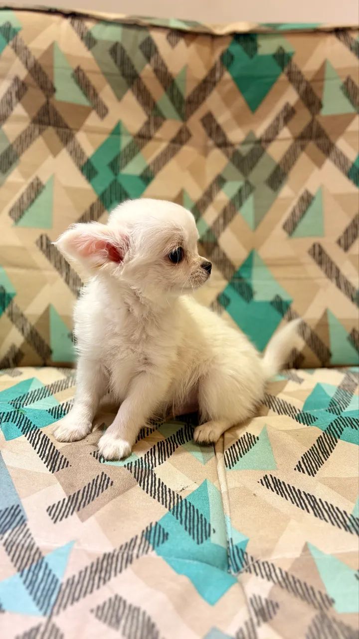 Chihuahua macho pelo longo  - Foto 4