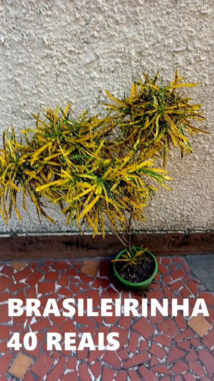 terra adubada - Foto 4