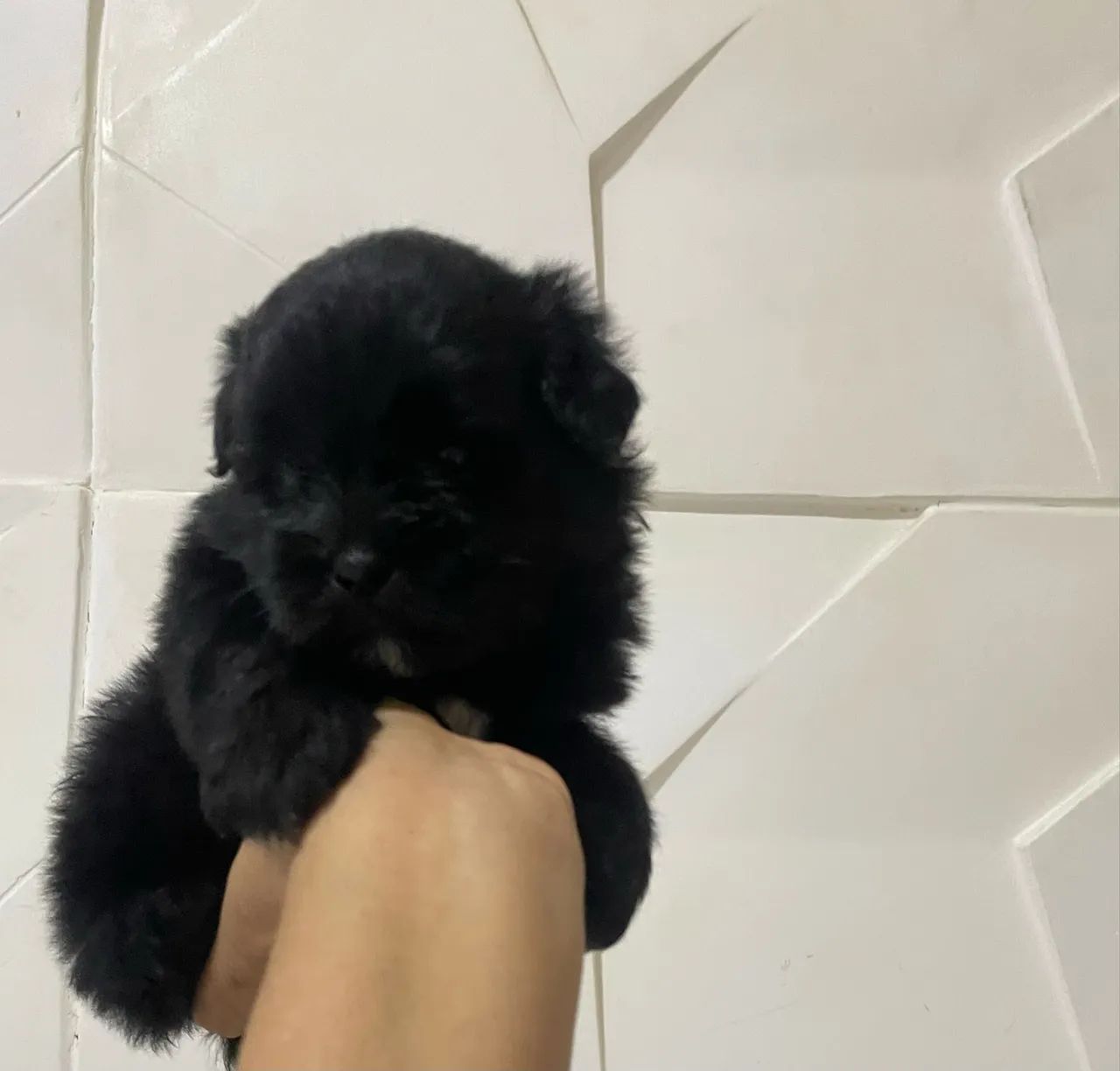 Shihtzu com poodle - Foto 2