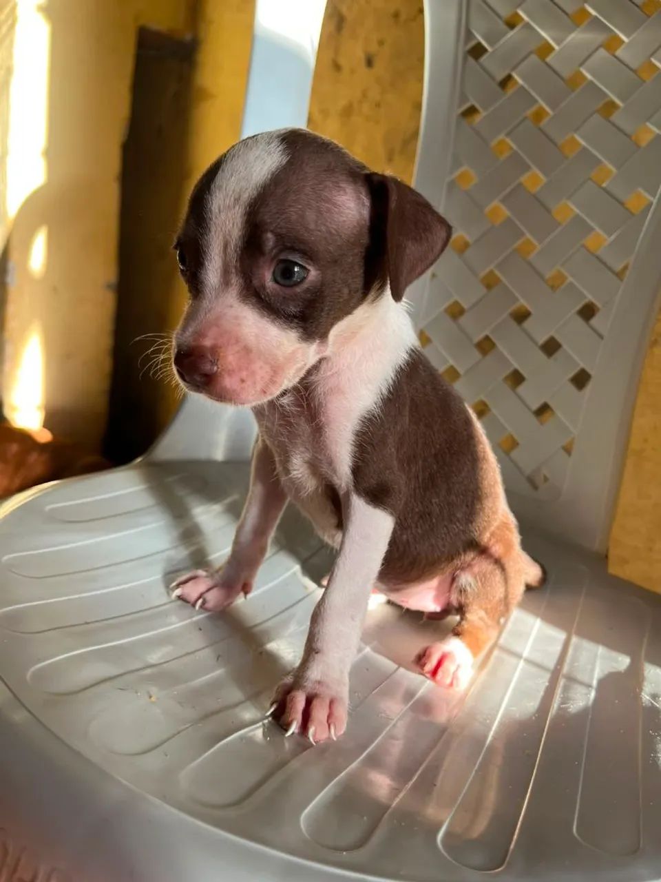 Filhotes de Pitbull  - Foto 6