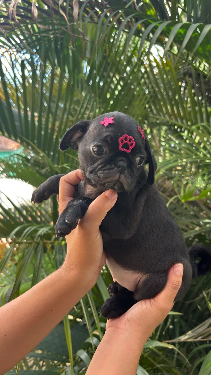 PUG FÊMEA  - Foto 4