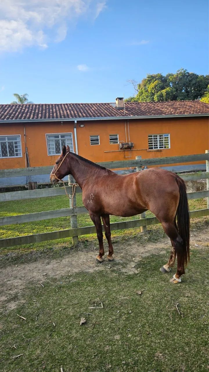 Égua MM
