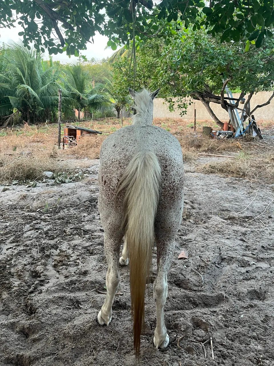Cavalo manso  - Foto 2