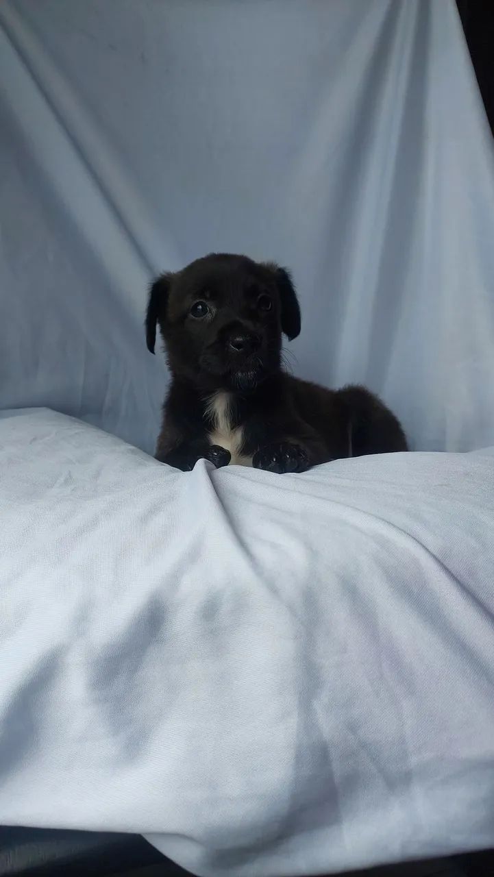 Mestiça Labrador  - Foto 4