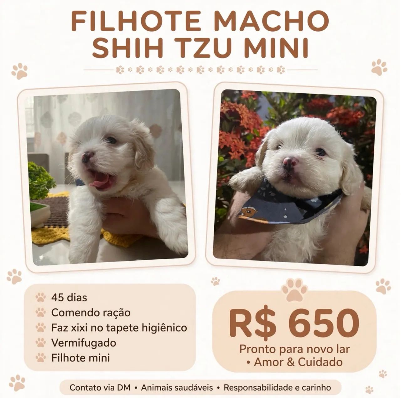 Shitzu macho