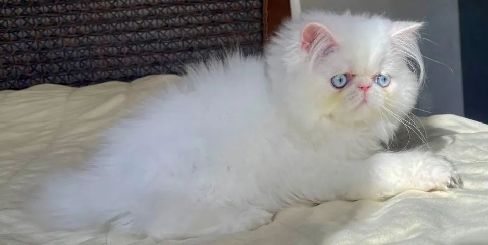 Top Top Show Persa Macho Filhote, Pelo Longo Extremado Com 68 Dias Super Lindo - Foto 5