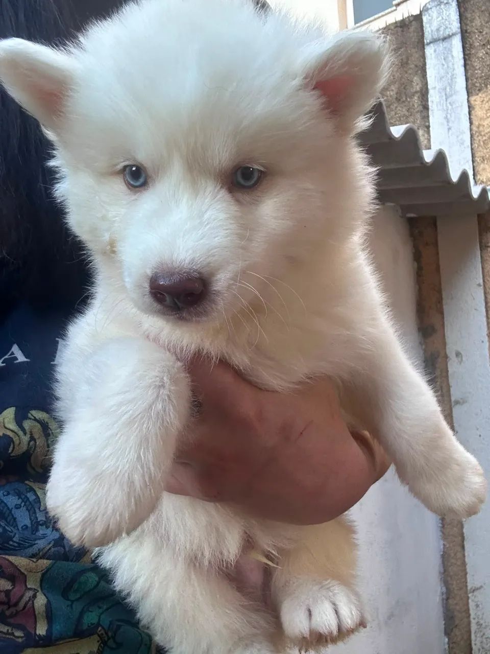 Husky siberiano