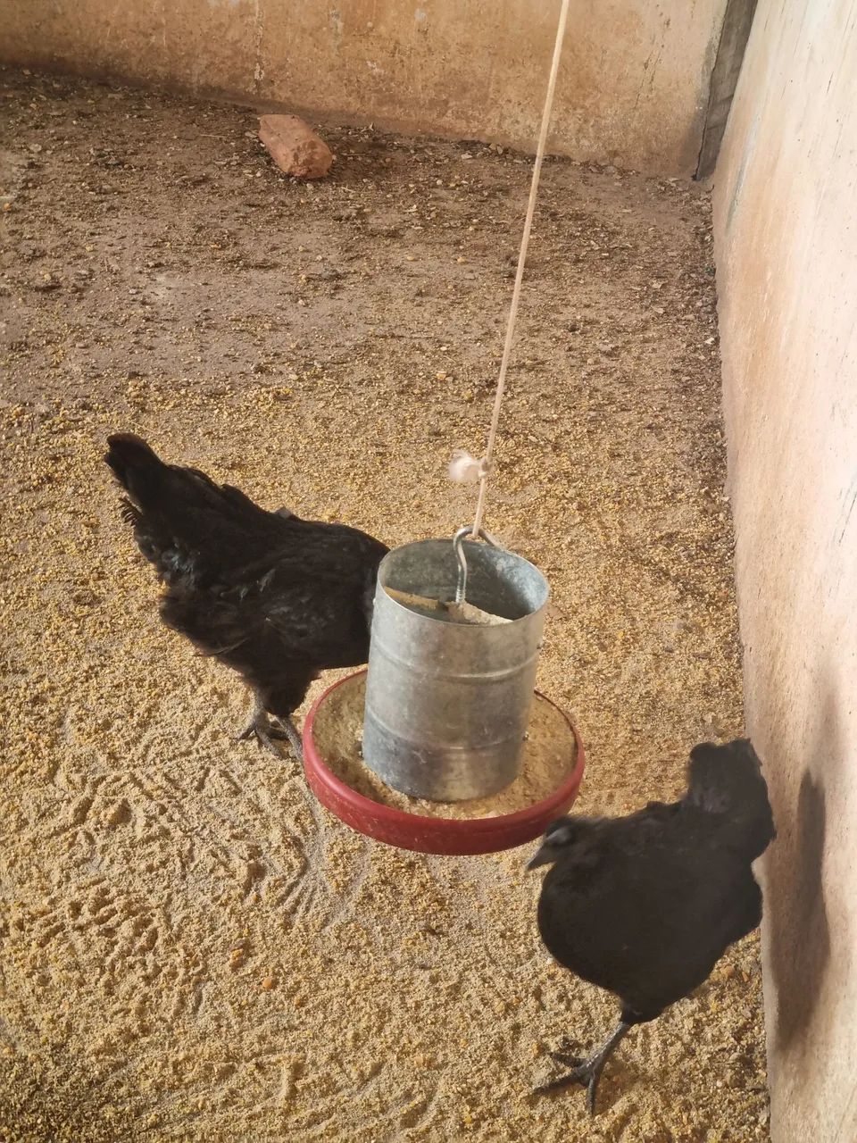 Ayam cemani - Foto 3