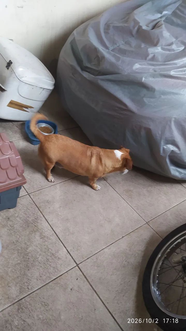 Cachorro para doar 